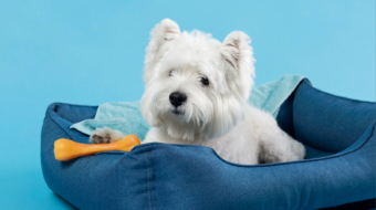 adorable-white-little-puppy_23-2148985895