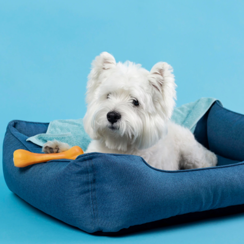 adorable-white-little-puppy_23-2148985895